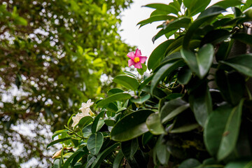 Flower over the wall