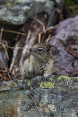 Chipmunk sitting on rock in the forest