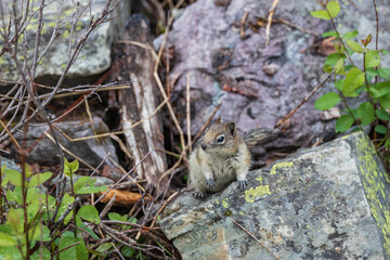 Naklejka na ściany i meble Chipmunk sitting on rock in the forest