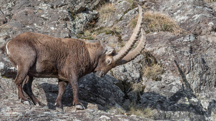 Ibex mountain male on the rocks (Capra ibex)