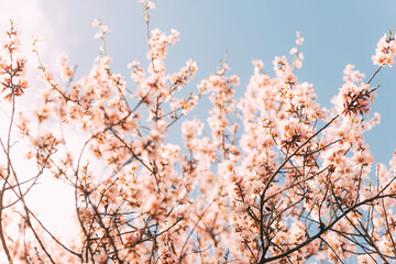 Beautiful photo of spring apricots flower over sky background during sunset