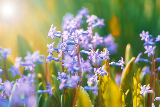 Beautiful vibrant photo of spring small blue flowers in sunlight