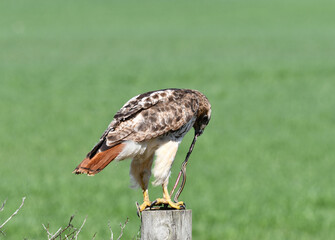 Red-tailed Hawk perched on a fence post eating a garter snake
