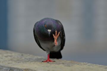 Pigeon