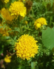yellow flowers in the garden