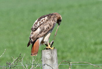 Red-tailed Hawk perched on a fence post eating a garter snake