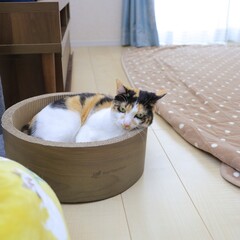cat on the table