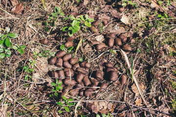 Horizontal photo of moose excrement in forest