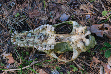 Upper jaw of dead fox in forest, close-up