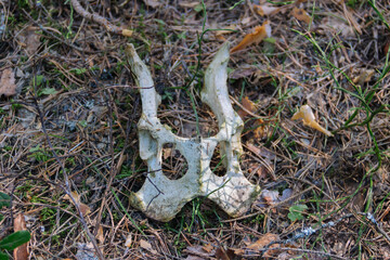 Lower jaw of dead animal in forest