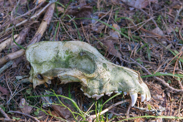 Incomplete skull of dead fox in forest