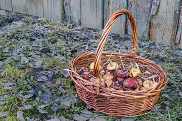 Basket full of gladioli bulbs stands on grass