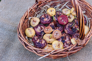 Basket full of gladioli bulbs, close-up