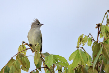 Yellow-bellied Elaenia (Elaenia flavogaster) perched on top of a tree.