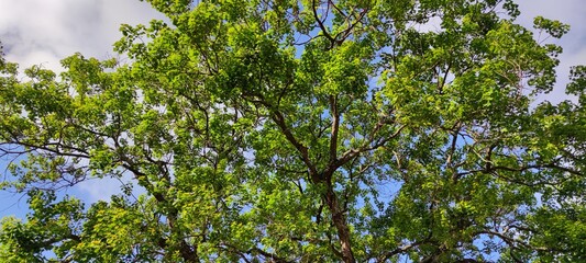 green tree on a meadow, with clear blue sky in the background, panorama format