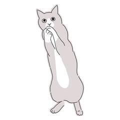 お願いをするポーズのハチワレ猫