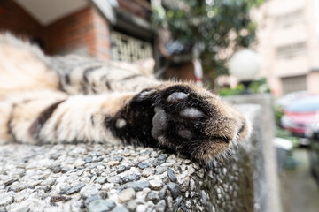 cat paws at street