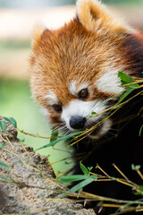 The red panda lives in the mountains from southwest China to the Himalayas.