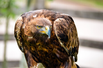 Close up portrait of golden eagle, bird of prey. Piercing eyes