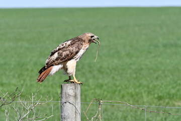 Red-tailed Hawk perched on a fence post eating a garter snake
