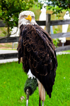 Full-length portrait of a Bald Eagle, bird of prey. Piercing eyes