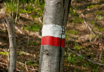 Hiking road markings in a forest path