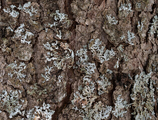 Pale green lichen growing on the bark of a white spruce tree in a boreal forest.