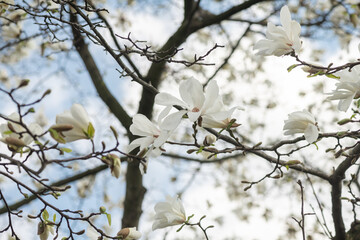 Nice magnolia tree flowers at spring sunny day, nature awakening