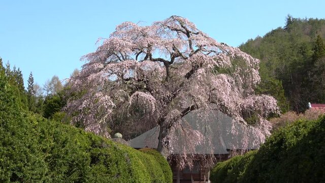 南泉寺の平七桜（福島県・南会津町）