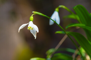snowdrops - one of first spring flowers in the forest