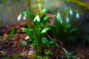 snowdrops - one of first spring flowers in the forest