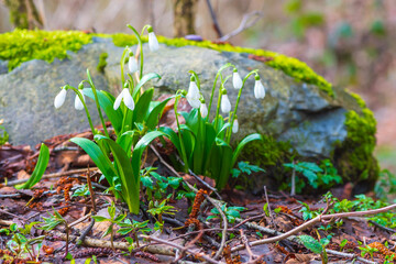 snowdrops - one of first spring flowers in the forest