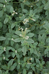 Heliotropium europaeum plant