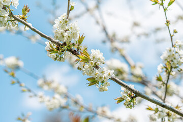 White blooming spring tree against the sky.