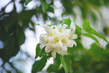  White flower in the natural background beautiful.Orange jasmine