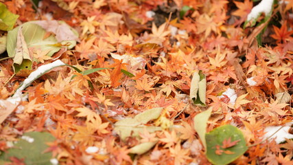 The beautiful autumn landscape with the yellow and red autumn leaves on the trees in the forest