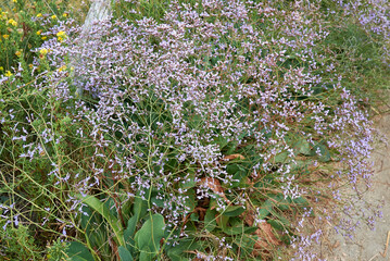 Limonium narbonense 