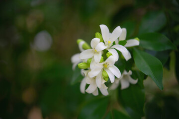  White flower in the natural background beautiful.Orange jasmine