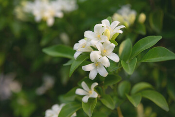  White flower in the natural background beautiful.Orange jasmine
