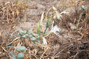 Pancratium maritimum 
