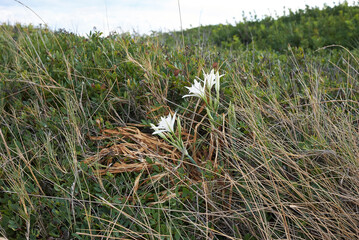Pancratium maritimum 