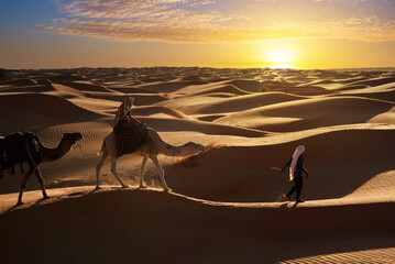 Caravan of camels in sand dunes of the Shara desert at sunset, South Tunisia