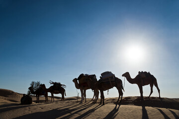 Fototapeta na wymiar Silhouette of a caravan of camels in the dunes of Sahara, South Tunisia