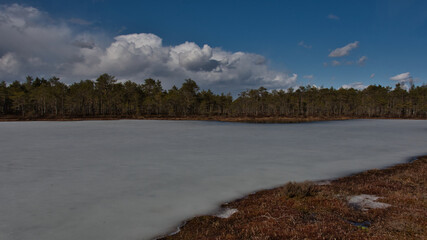 A landscape of a swamp covered with gray melting ice and a pine forest on a sunny spring day under a picturesque blue sky with cumulus clouds.