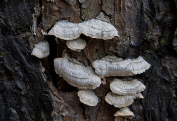 Small, banded fungus grow from the bark of a dying aspen tree. 
