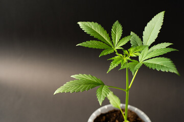 Bubble Kush Automatic Cannabis plant