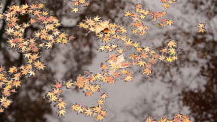 The colorful maple autumn leaves dropped in the water after strong windy night