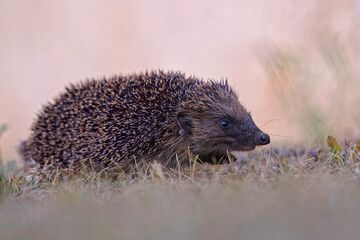 Hérisson envahi de tiques