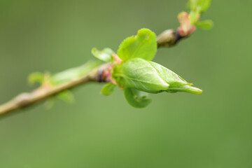 young leaves wake up on the trees spring comes - Image