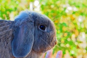 Portrait of dwarf ram rabbit also known as Holland Lop